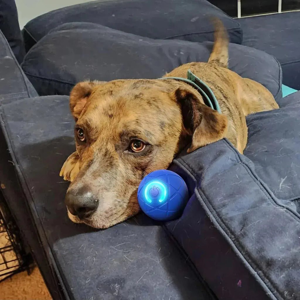 Interactive Pet Toy Ball – Smart Self-Moving